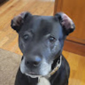 Meet your Posher, Wesley